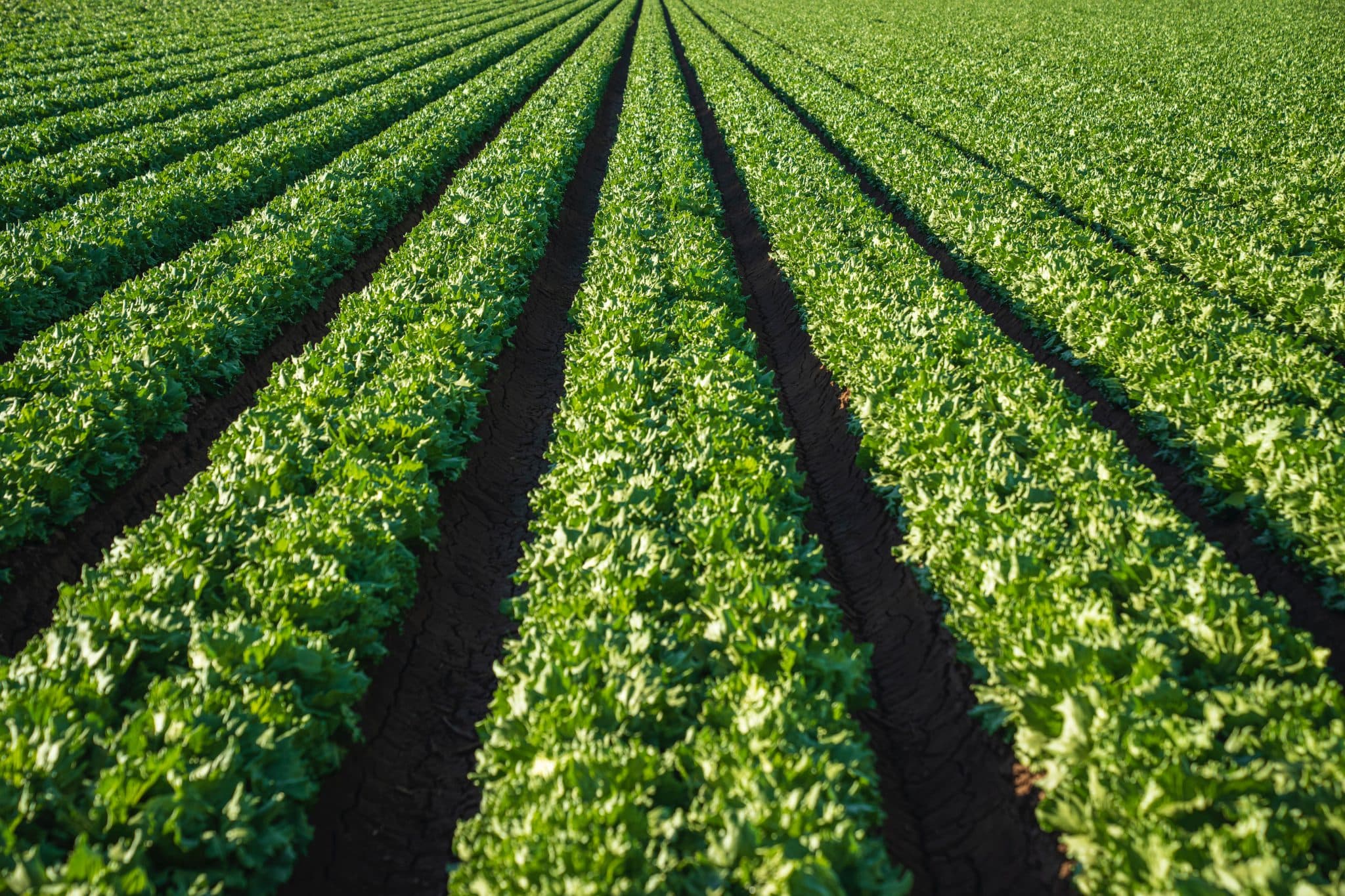 AGROEXPO acogerá la Asamblea General del Clúster Agroalimentario y Agropecuario de Extremadura el 26 de enero de 2024